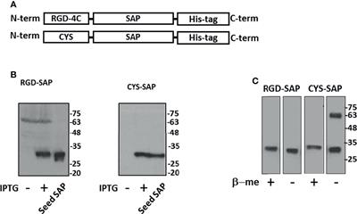 A Novel RGD-4C-Saporin Conjugate Inhibits Tumor Growth in Mouse Models of Bladder Cancer